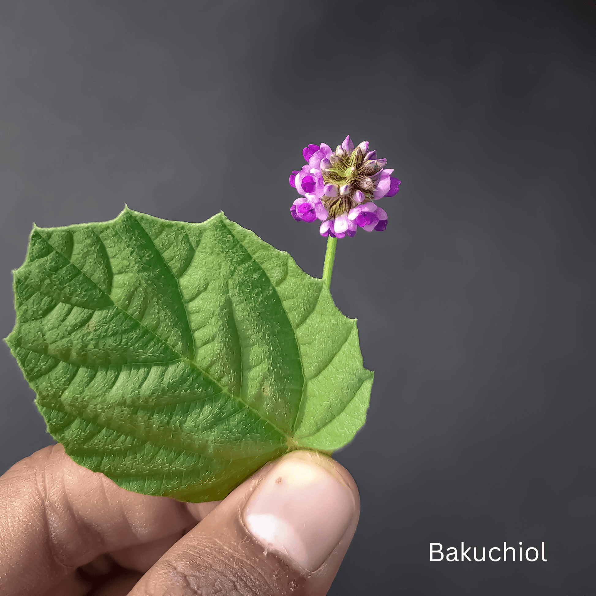 Bakuchiol- Inhaltsstoff in SAYOKO UNIQUE Hautpflege SYNERGETIC MATRIX Augencreme